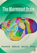 marmoset-brain-in-stereotaxic-coordinates