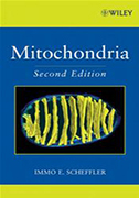 mitochondria