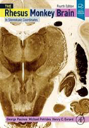 rhesus-monkey-brain-in-stereotaxic-coordinates