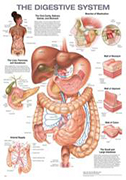 digestive-system-20x26-laminated-chart
