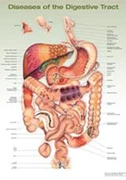 diseases-of-the-digestive-system