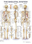 skeletal-system-books